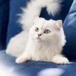 cats-wallpapers-9